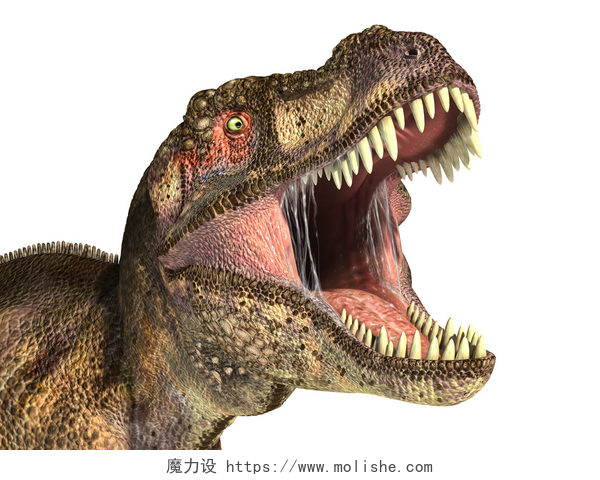 白色背景里张大嘴巴的暴龙暴龙恐龙，逼真的表示形式.
